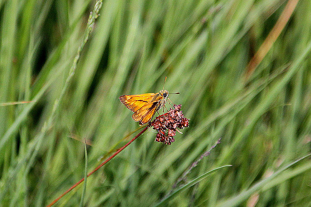 20100701 6248Aw [D~MI] Rostfarbiger Dickkopffalter (Ochlodes venatus), Großes Torfmoor, Hille