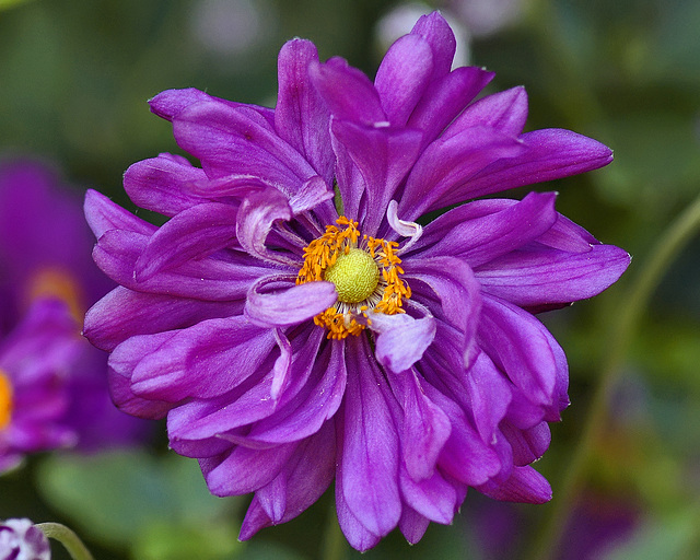 Windswept – National Arboretum, Washington DC