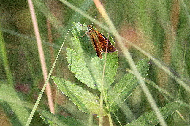 20100701 6253Aw [D~MI] Rostfarbiger Dickkopffalter (Ochlodes venatus), Großes Torfmoor, Hille