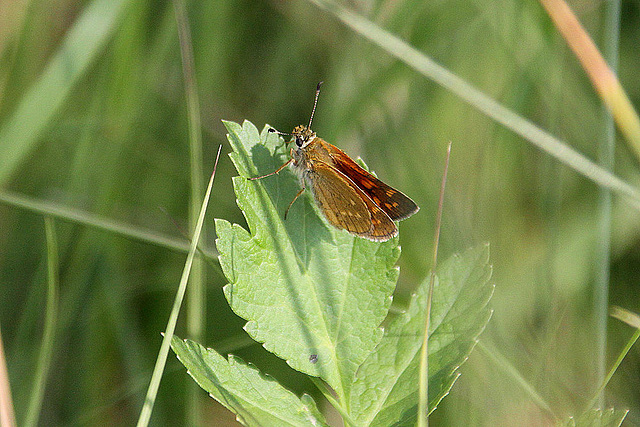 20100701 6254Aw [D~MI] Rostfarbiger Dickkopffalter (Ochlodes venatus), Großes Torfmoor, Hille