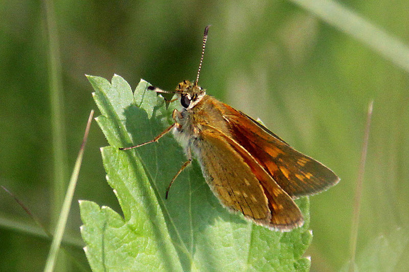 20100701 6255Aw [D~MI] Rostfarbiger Dickkopffalter (Ochlodes venatus), Großes Torfmoor, Hille