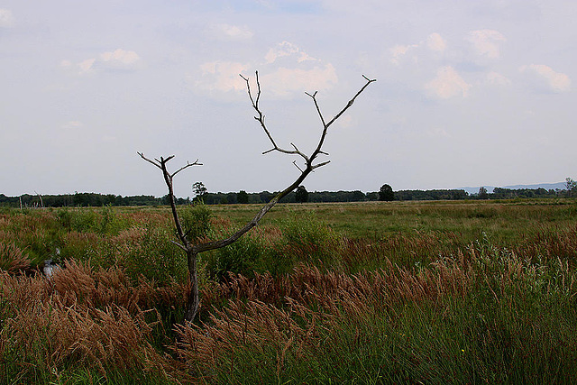 20100701 6256Aaw Gr0ßes Torfmoor Hille