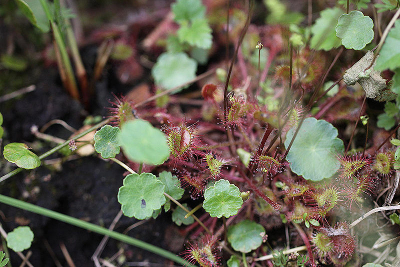 20100701 6259Mw [D~MI] Rundblättriger Sonnentau (Drosera rotundifolia), Großes Torfmoor, Hille