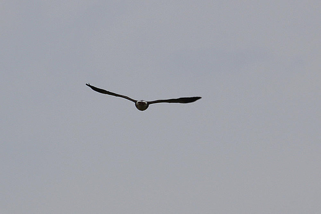 20100701 6262Aw [D~MI] Graugans, Großes Torfmoor, Hille