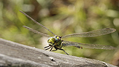 Aeshne bleu