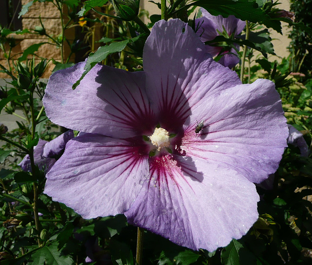 Hibiskus