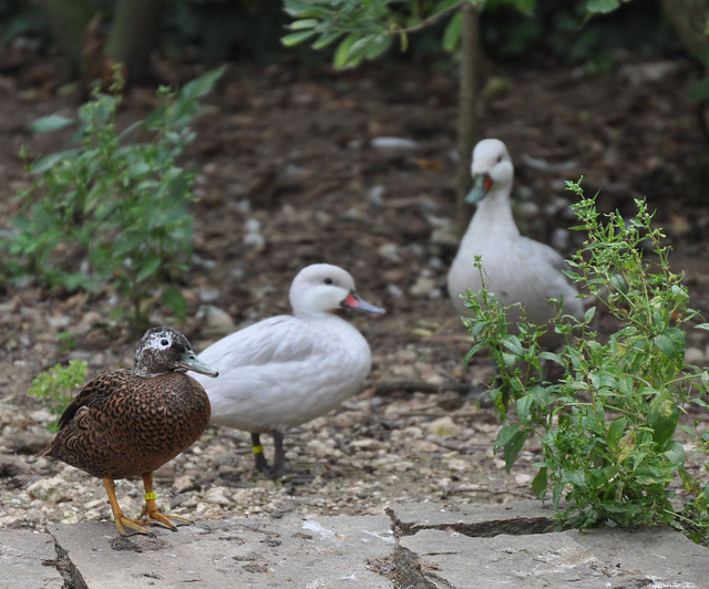 2 PILET DES BAHAMAS ARGENTE