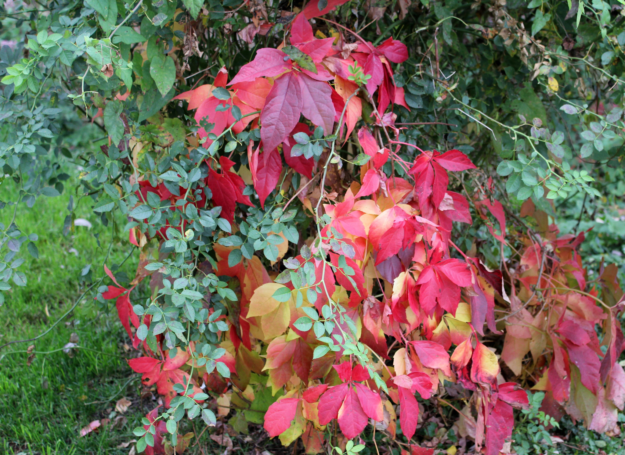 Herbstfarben