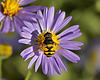 Purple Aster – National Arboretum, Washington DC