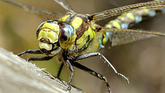 Aeshne bleu gros plan