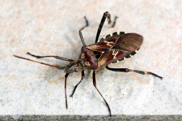 Leptoglossus occidentalis