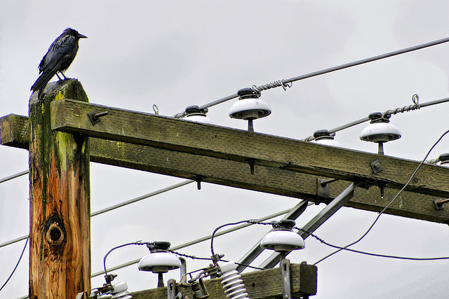 A Modern Day Totem Pole – Vancouver, B.C.