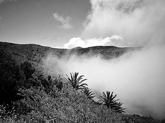Nebel  über Las Hayas