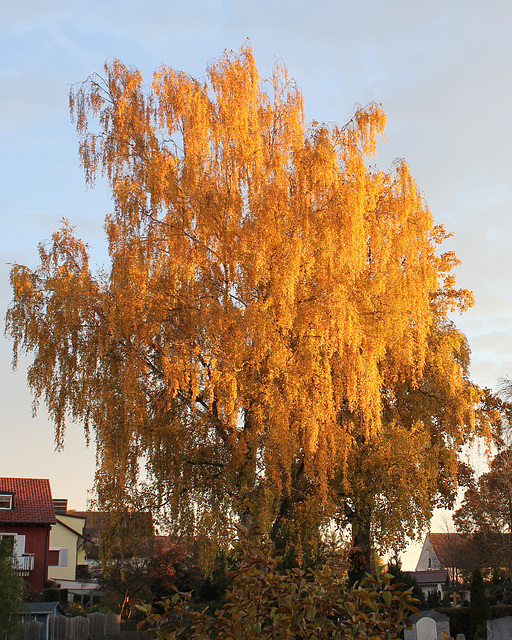 Birke in der Morgensonne