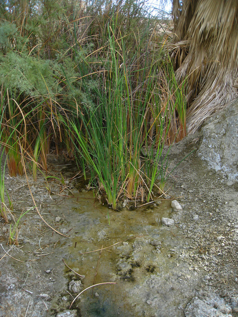 Oasis in Desert Hot Springs (6052)