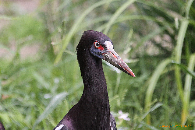 20100902 7829Aw [D~ST] Abdimstorch (Ciconia abdimii), Zoo Rheine