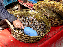 Snails in a Basket