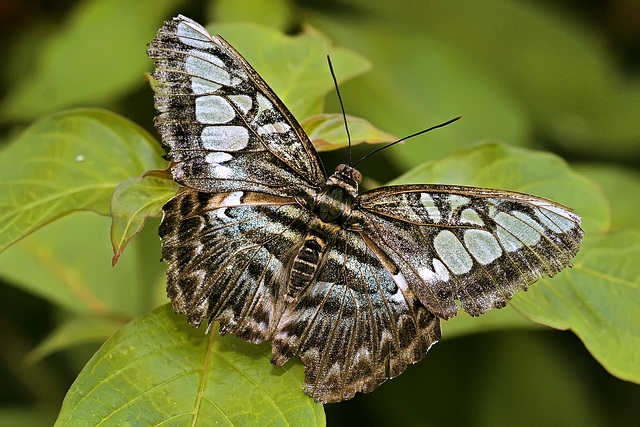 Blue Clipper – Brookside Gardens