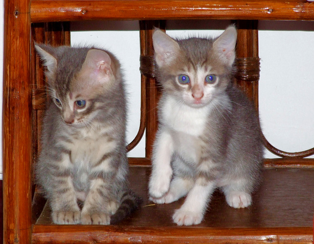 petits chatons