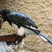 20100902 7830Aw [D~ST] Trompeterhornvogel (Bycanistes bucinator), Zoo Rheine