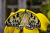 Paper Kite – Brookside Gardens