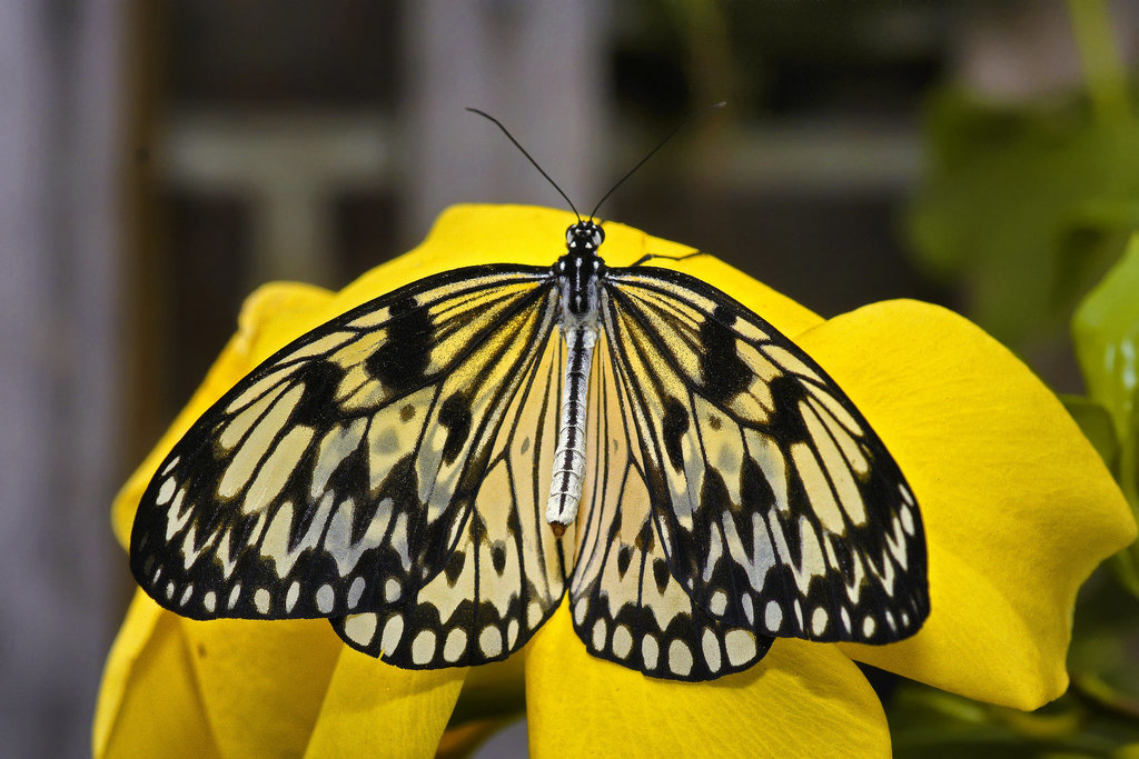 Paper Kite – Brookside Gardens