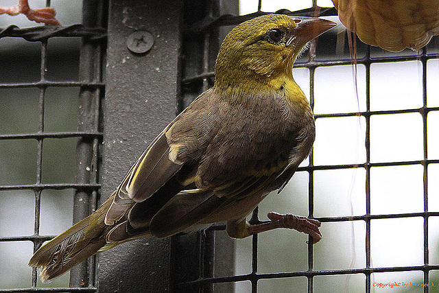 20100902 7833Aw [D~ST] Textor-Weber (Textor cucullatus), Zoo Rheinene