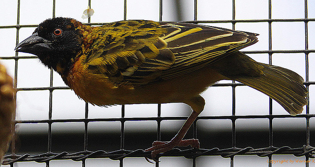 20100902 7835Aw [D~ST] Textor-Weber (Textor cucullatus), Zoo Rheine