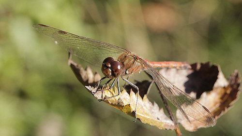 Sympetrum