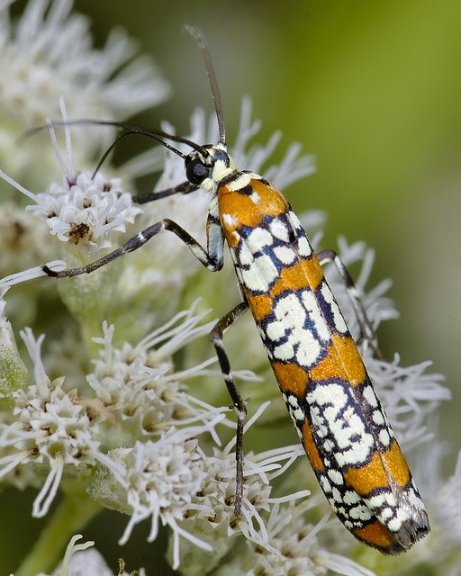 Ailanthus Webworm Moth – National Arboretum, Washington DC