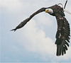 "el condor..." l'aigle à tête blanche