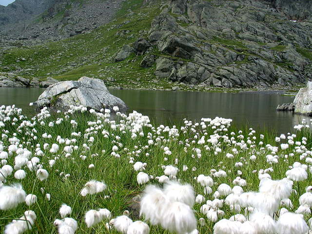 Wollgras am Furglersee Wollgras am Furglersee