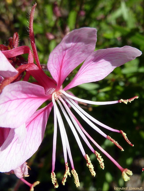 Une fleur de Gaura rose