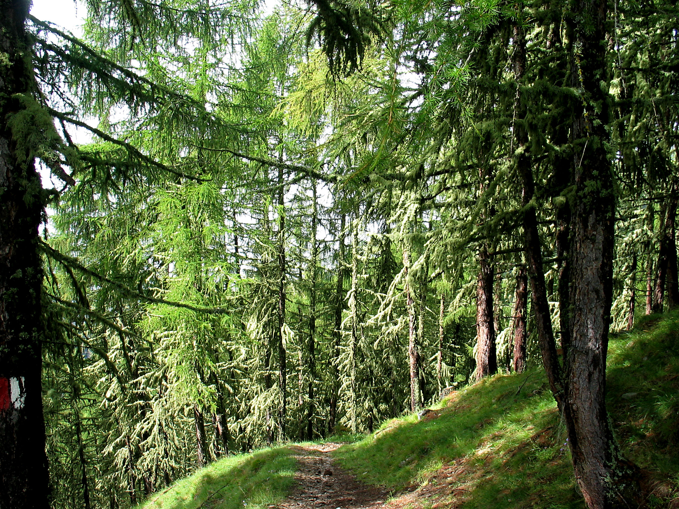 sonnendurchfluteter Lärchenwald