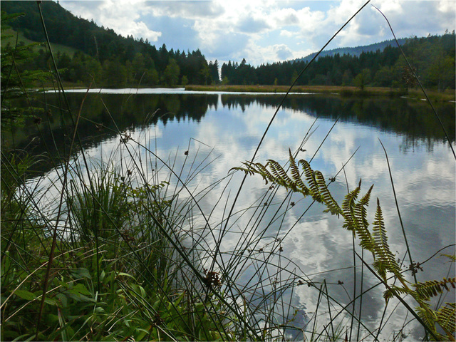 la tourbière du Lispach