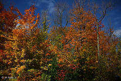 Festival des couleurs