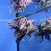 20100920 8249Aw [D~HST] Pazifischer Rotfeuerfisch (Pterois volitans), Stralsund