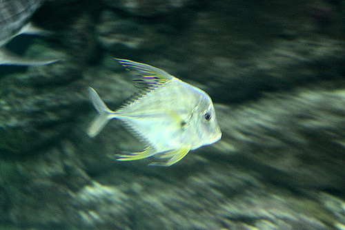 20100920 8247Aw [D~HST] Fisch, Stralsund