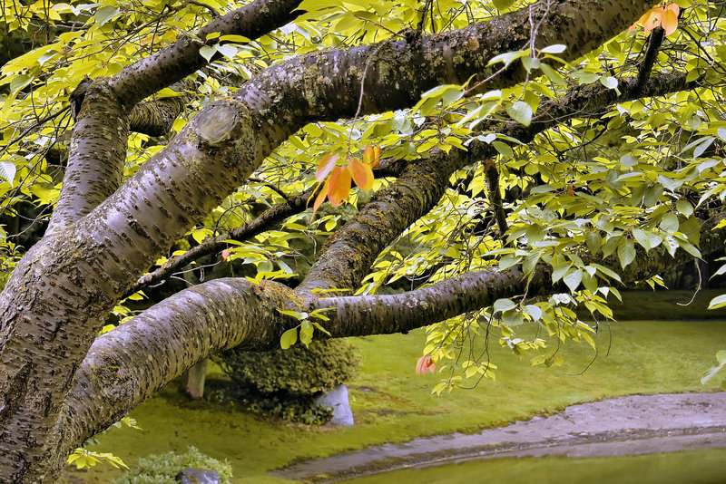 Boughs – Nitobe Memorial Garden, Vancouver, B.C.