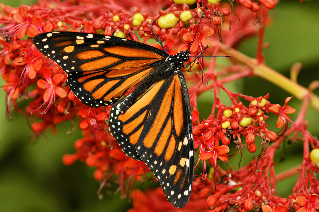 Monarch Butterfly – Brookside Gardens