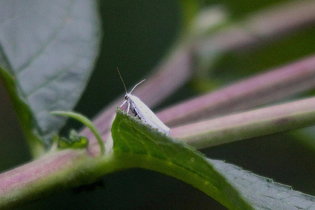 20100827 7729Tw [D~LIP] Pfaffenhütchen-Gespinstmotte (Yponomeuta cagnagella), Bad Salzuflen