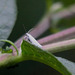 20100827 7729Tw [D~LIP] Pfaffenhütchen-Gespinstmotte (Yponomeuta cagnagella), Bad Salzuflen