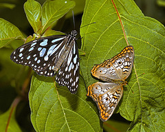 The Tiger and the Peacock – Brookside Gardens