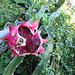 2008 .. Dragon Fruit.. bird feeder !