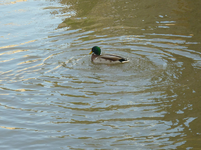 canard sur l'Aude 011