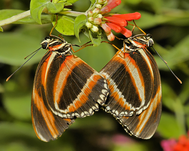 Banded Orange Butterflies Mating – Brookside Gardens
