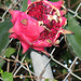 2008 Dragon Fruit...enjoyed by the birds