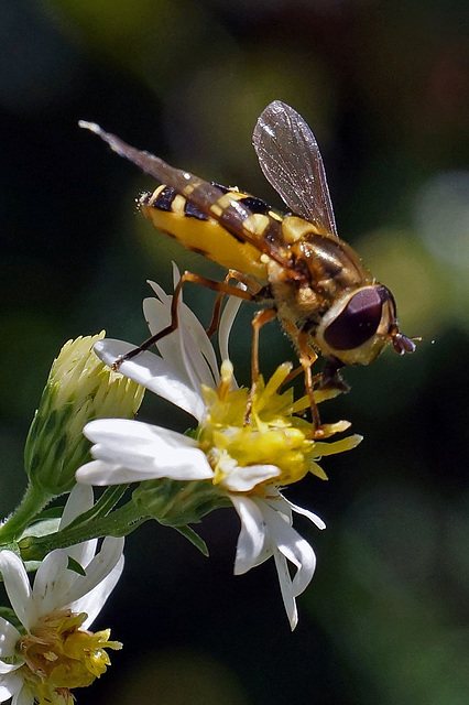 Syrphid Fly