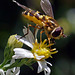 Syrphid Fly