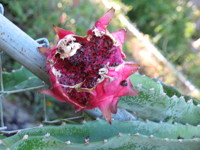 2008 Dragon Fruit...enjoyed by the birds